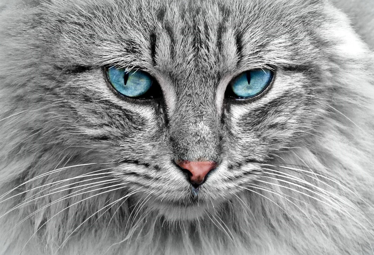 chat grossesse